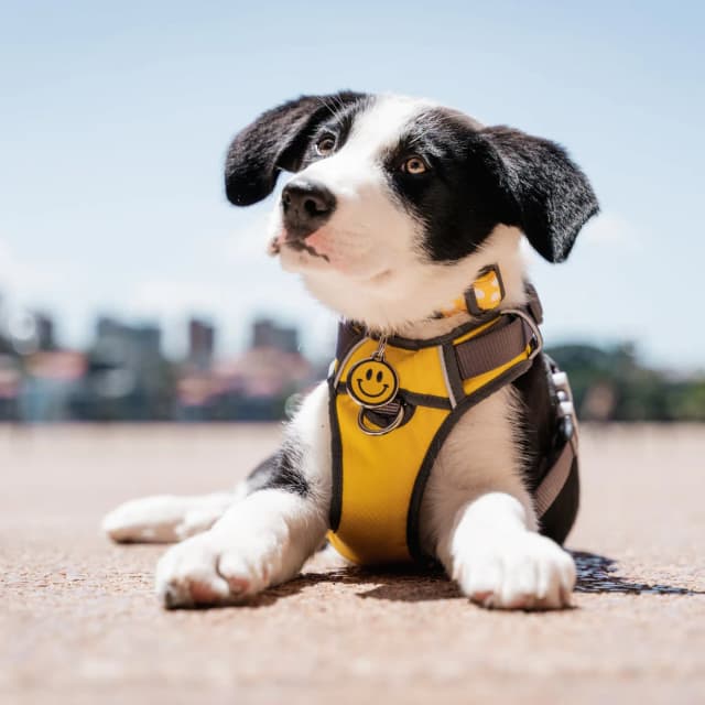 Black and white puppy in a yellow Red Dingo harness wearing a smiley face enamel ID tag