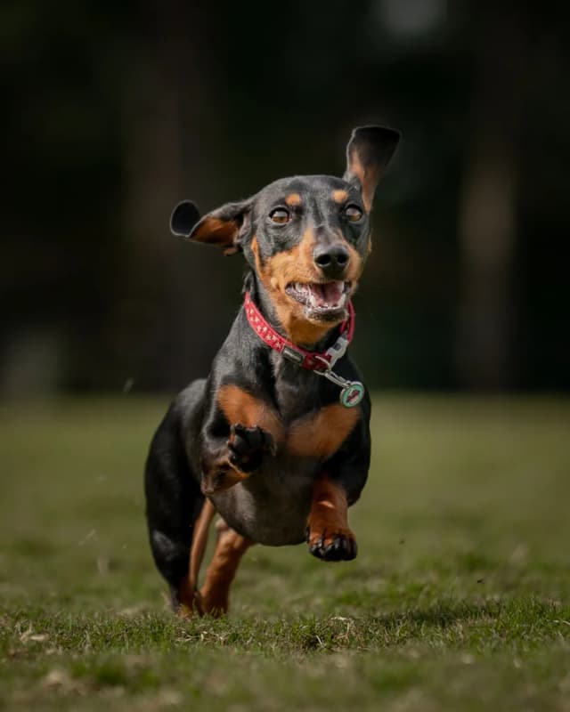 Black and tan dachshund running across grass in a red Red Dingo collar with a glitter cupcake ID tag