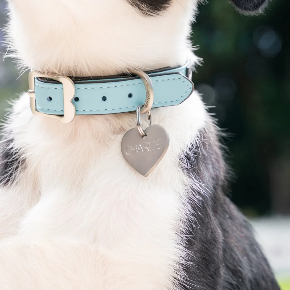 Dog wearing a solid titanium heart ID tag deep diamond engraved with the name Charlie on a light blue Red Dingo collar