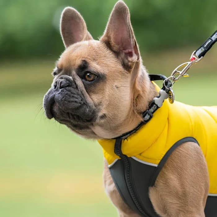 An adult French Bulldog in a yellow coat wearing a collar and round Red Dingo ID tag