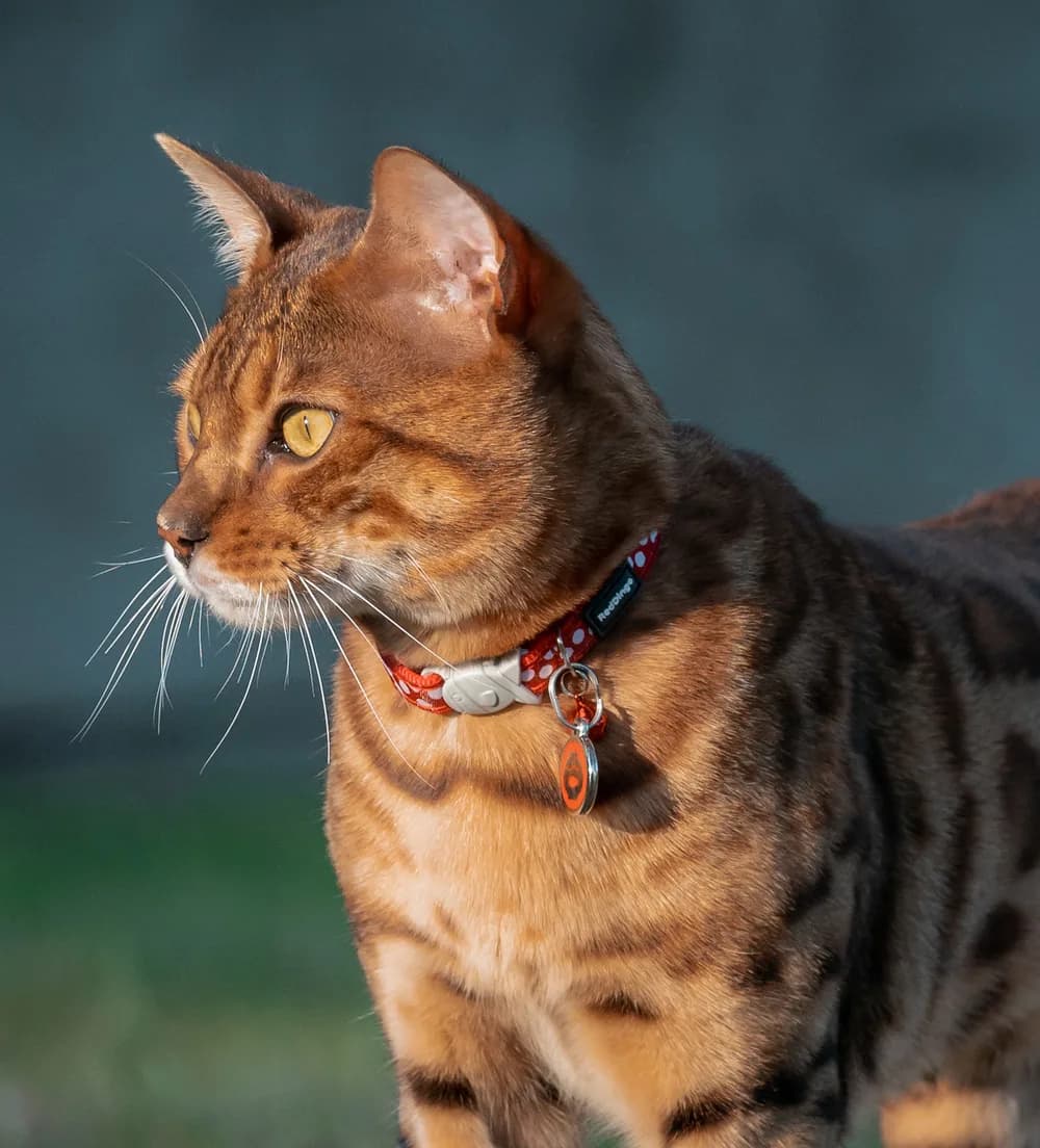 A Bengal cat in warm golden light wearing a red collar with a round Red Dingo ID tag