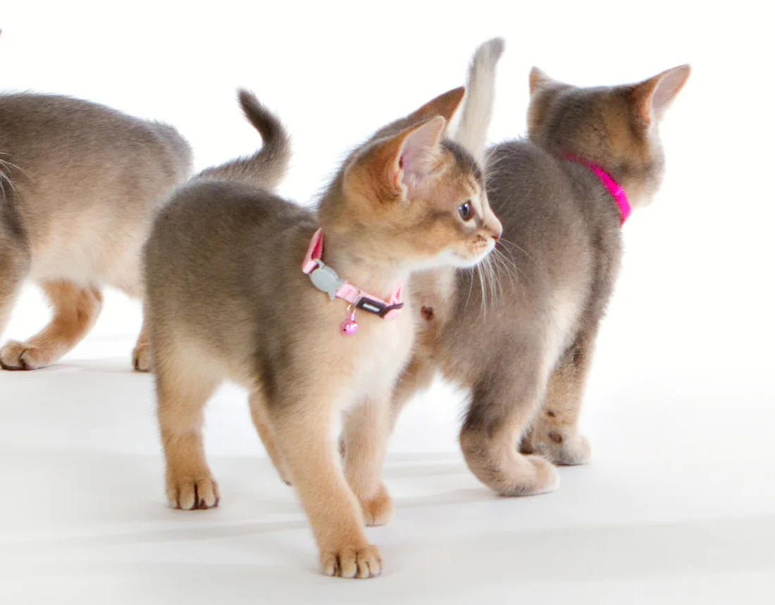 Three young Abyssinian kittens, one wearing a small pink breakaway collar with a bell