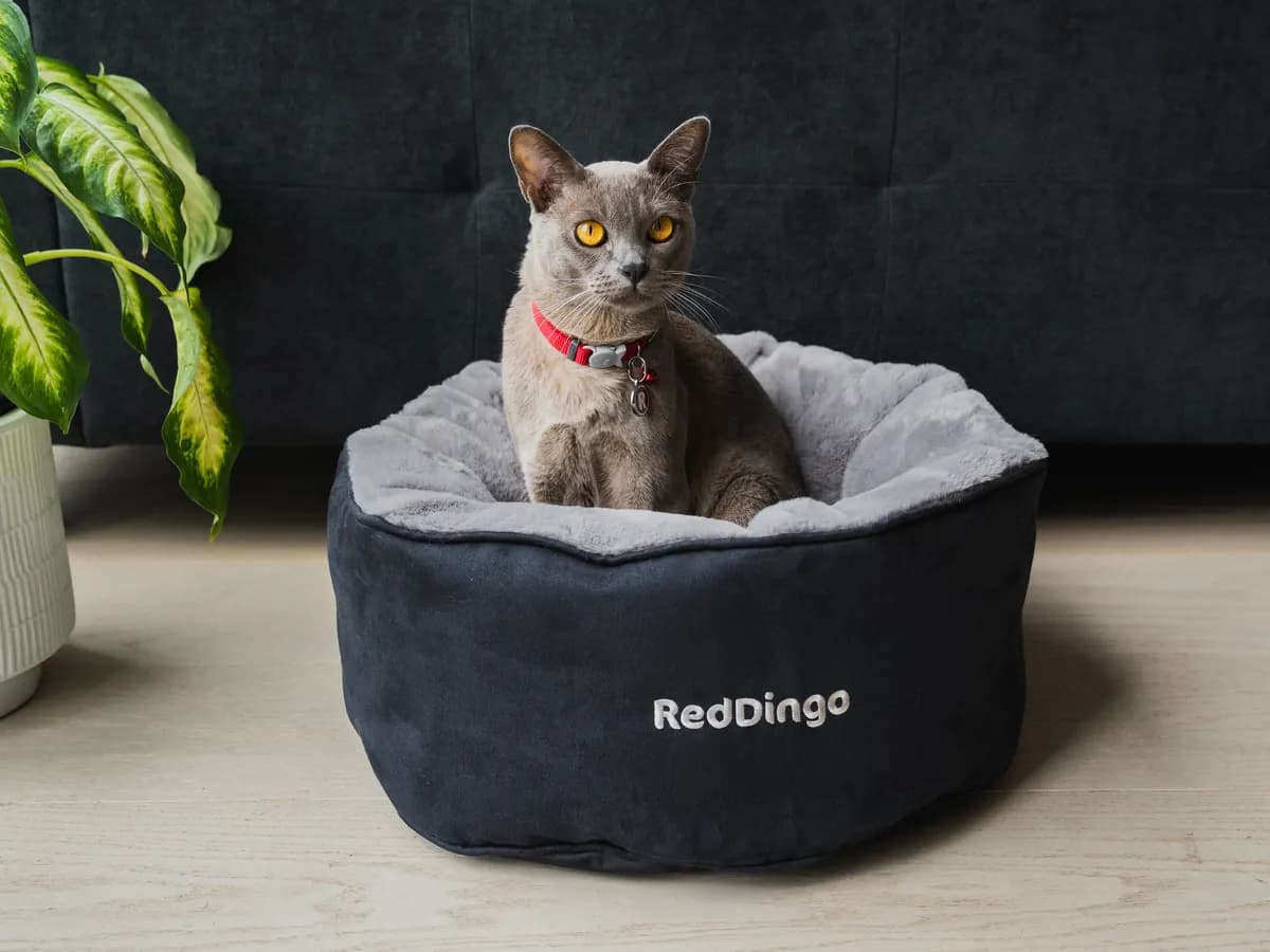 A grey Burmese cat wearing a Red Dingo pet ID tag on a red collar, sitting in a pet bed