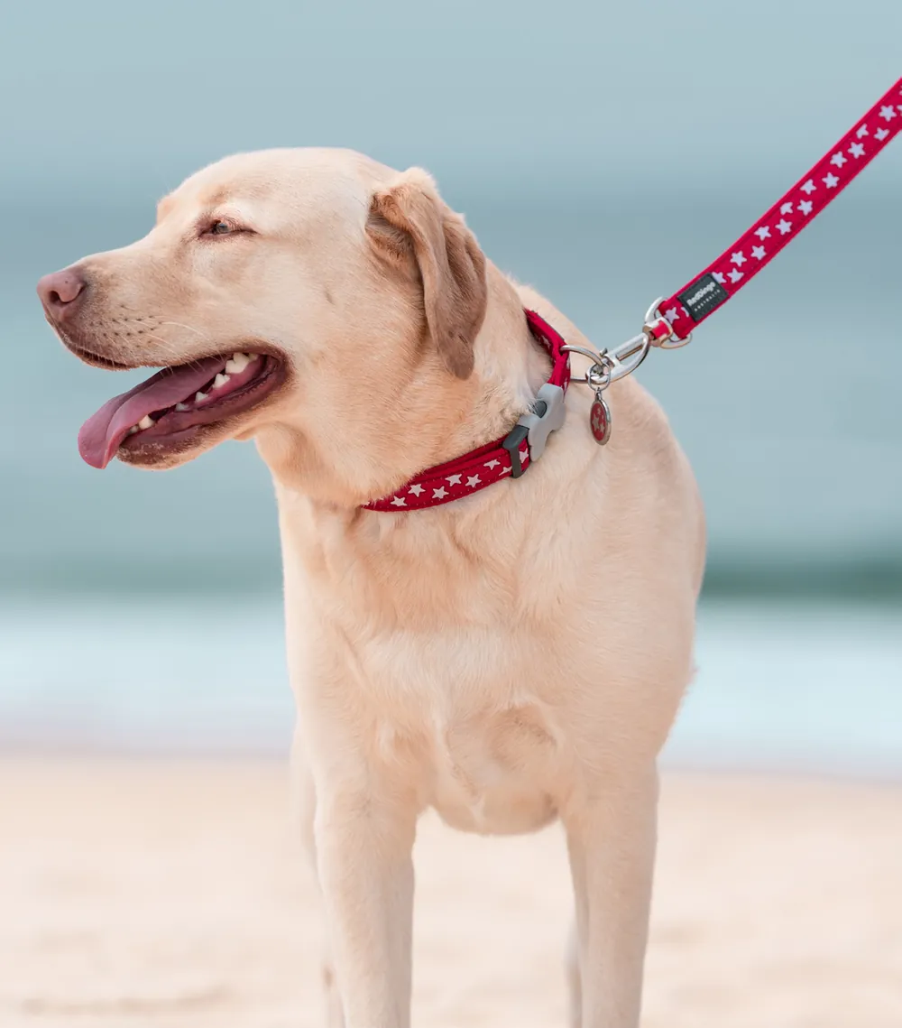 A yellow Labrador at the beach wearing a Red Dingo pet ID tag on a red star collar