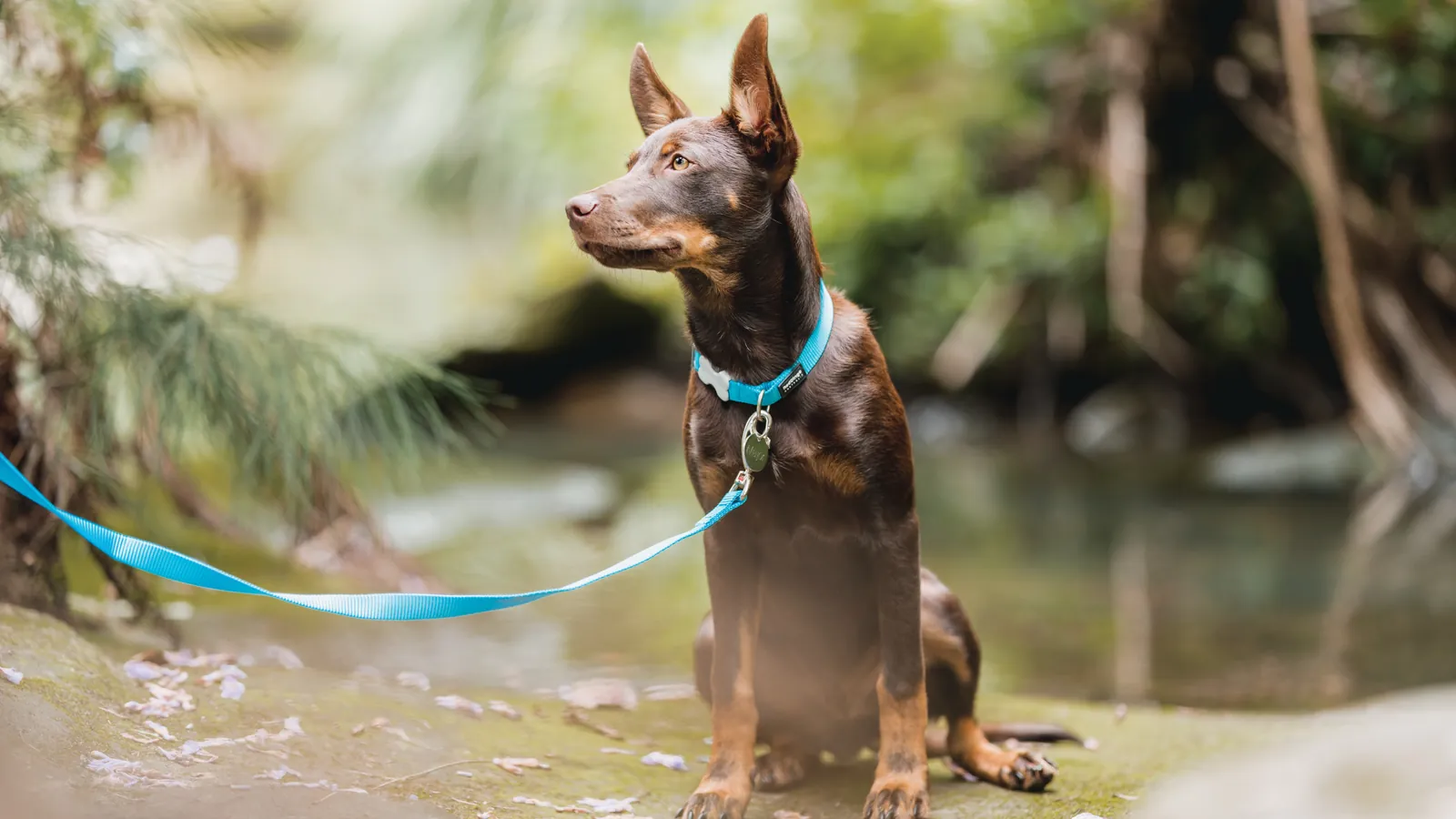 An Australian kelpie sitting by a creek wearing a round Red Dingo pet ID tag on a blue collar
