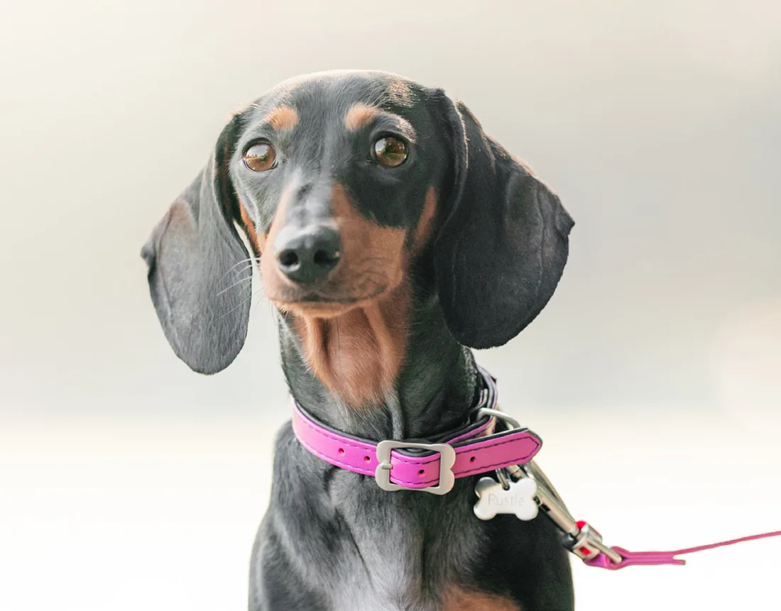 A dachshund wearing a pink leather collar with a personalised bone-shaped pet ID tag engraved with a name
