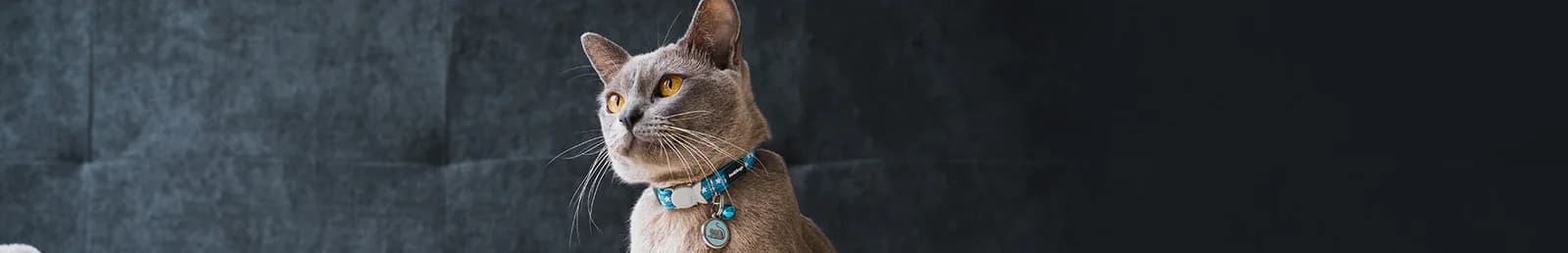 A grey Burmese cat wearing a blue Red Dingo breakaway collar with a round ID tag