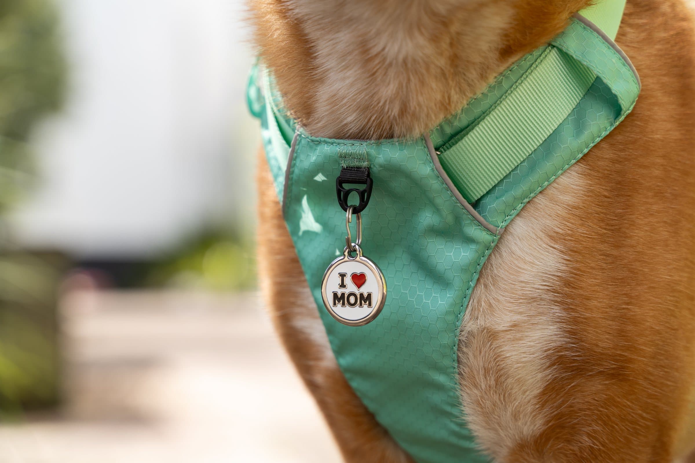 A dog wearing a green harness with a round Red Dingo I Love Mom pet ID tag clipped on