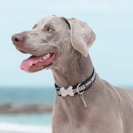 A weimaraner wearing a Red Dingo bone-shaped pet ID tag