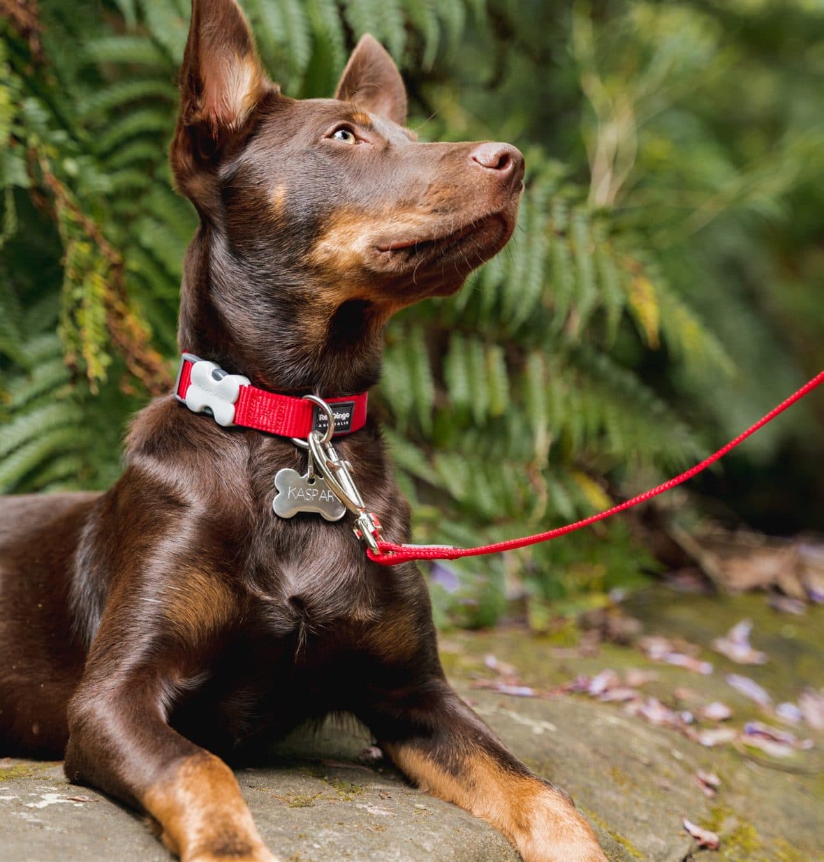 A kelpie wearing a Red Dingo bone-shaped pet ID tag on a red collar