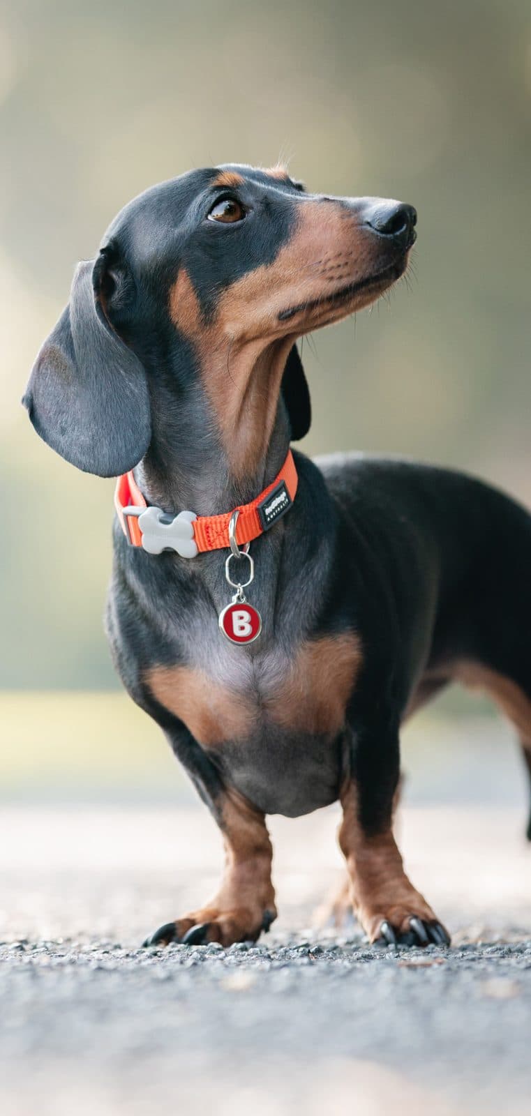 A miniature dachshund wearing a Red Dingo pet ID tag on an orange collar