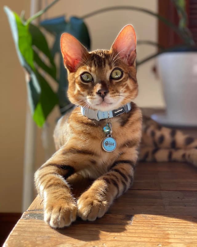 Bengal cat on a light blue Red Dingo breakaway collar wearing a fish skeleton enamel ID tag