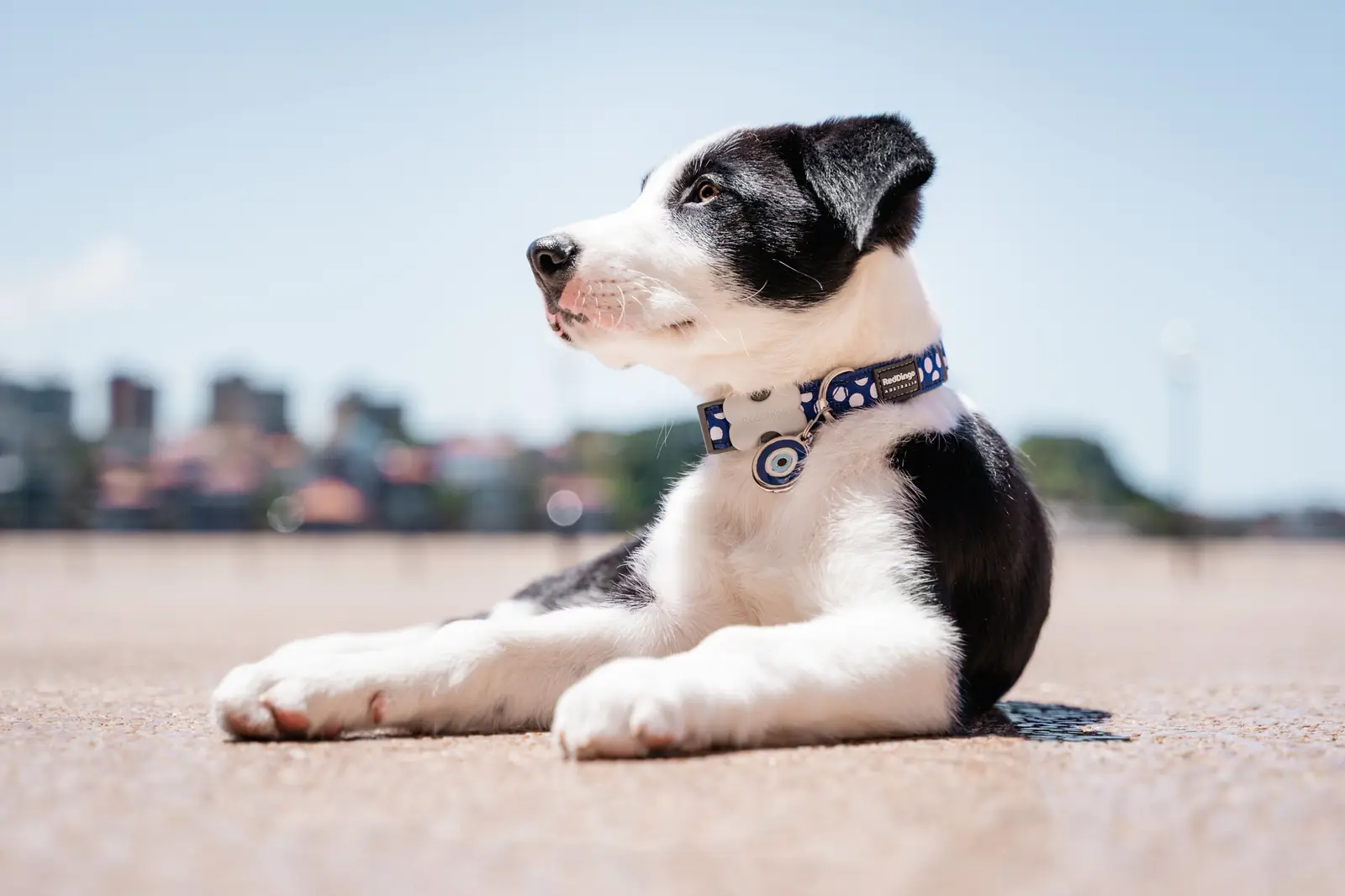 Border collie lying on a path wearing a Red Dingo Evil Eye ID tag