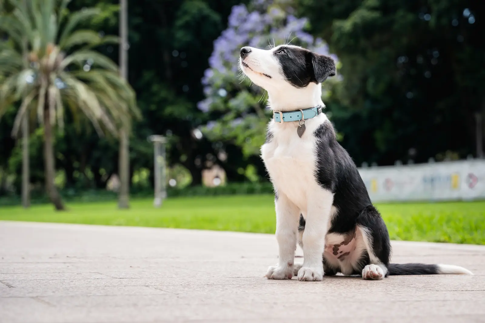Border collie sitting in a park wearing a Red Dingo ID tag