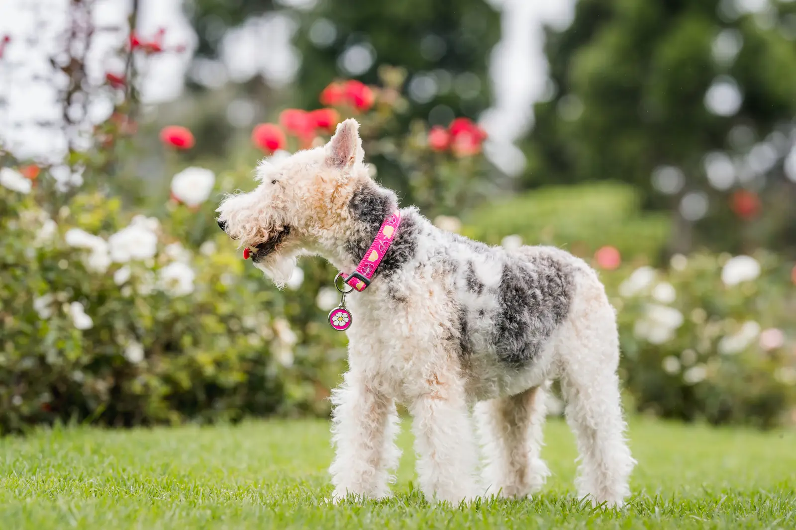 Fox terrier in a garden wearing a Red Dingo ID tag