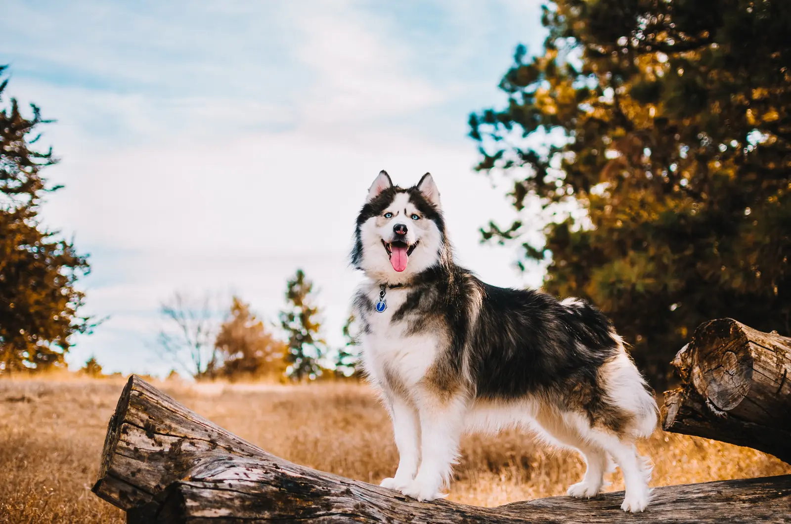 Husky in a bush setting wearing a Red Dingo ID tag