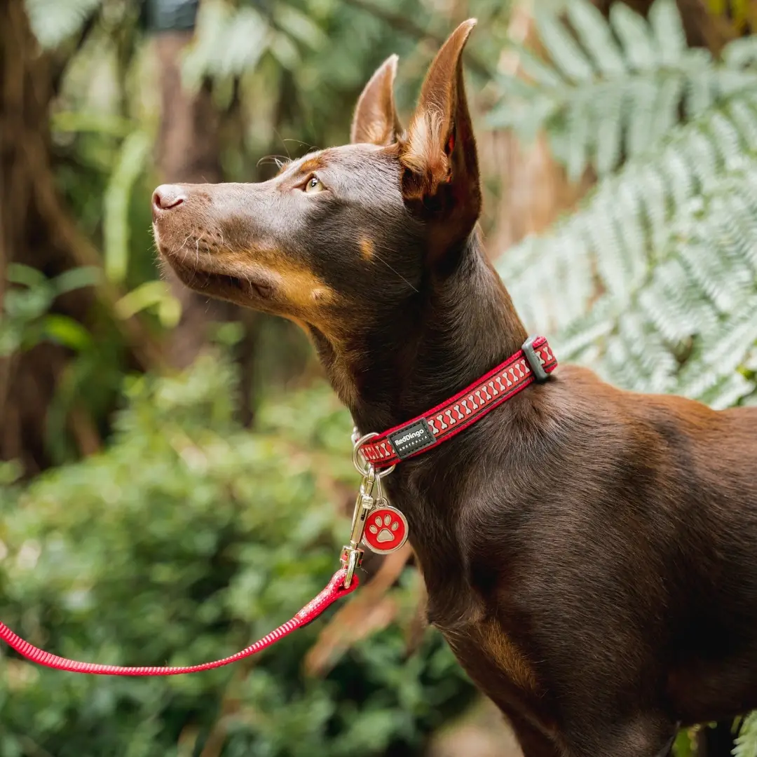 Kelpie among ferns wearing a red Red Dingo Pawprint ID tag