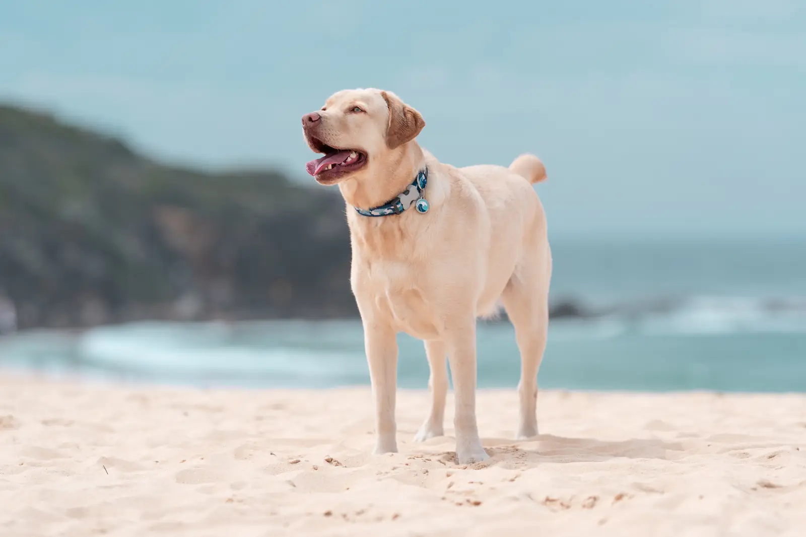 Labrador on a West Australian-style beach wearing a Red Dingo ID tag