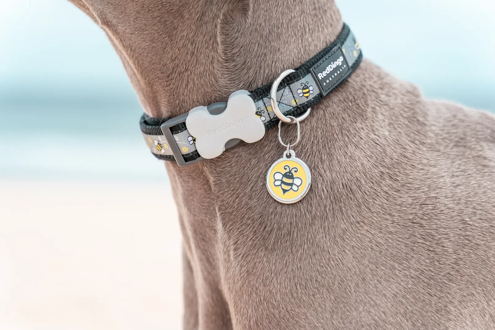 Close-up of a Red Dingo enamel ID tag hanging from a dog collar