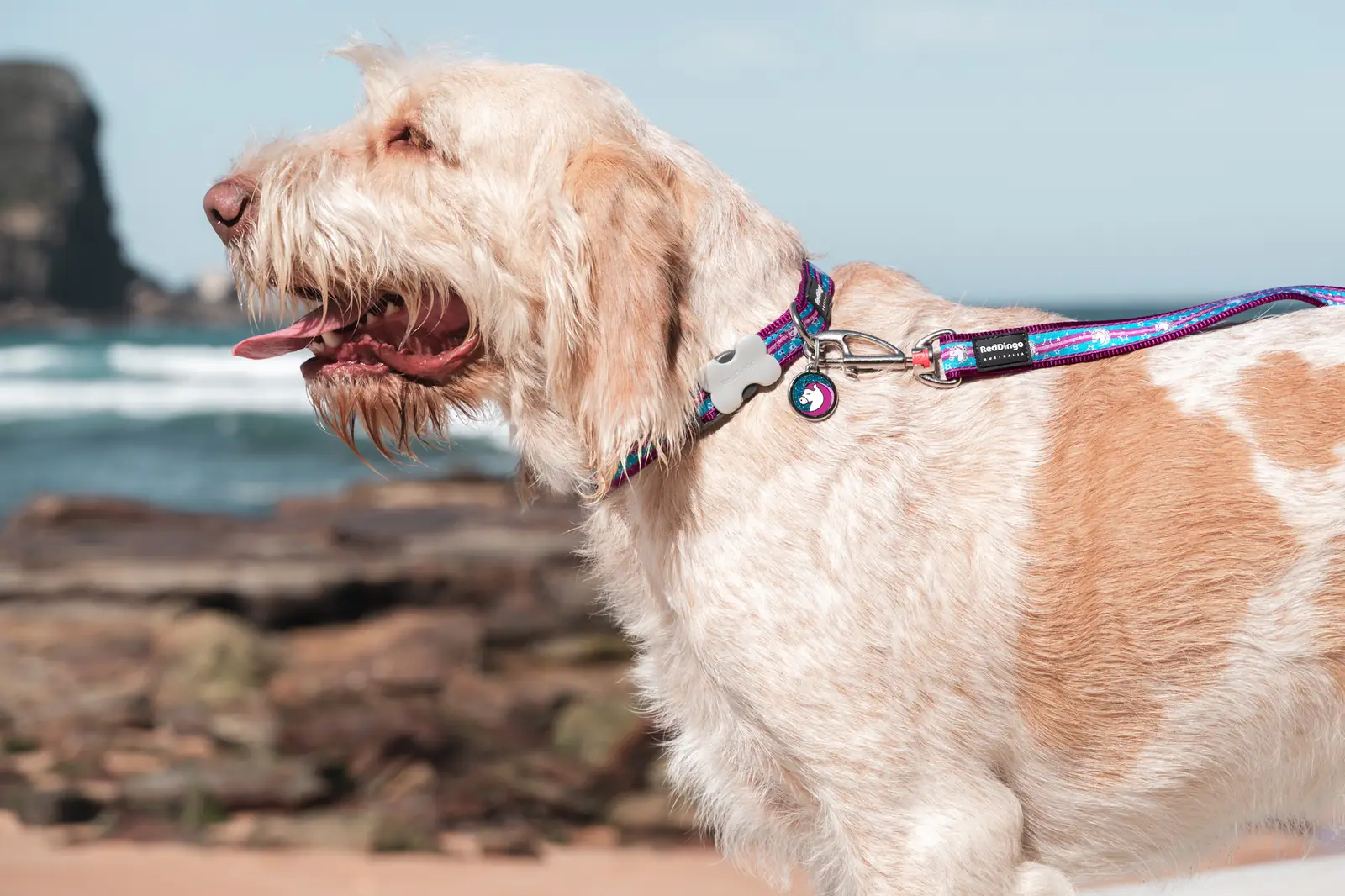 Dog on a coastal walk wearing a Red Dingo ID tag