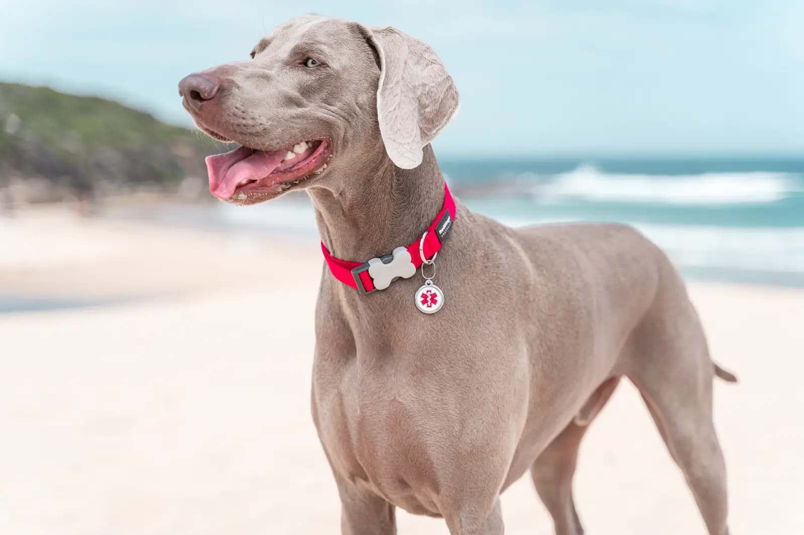 Weimaraner on an Australian beach wearing a Red Dingo enamel ID tag
